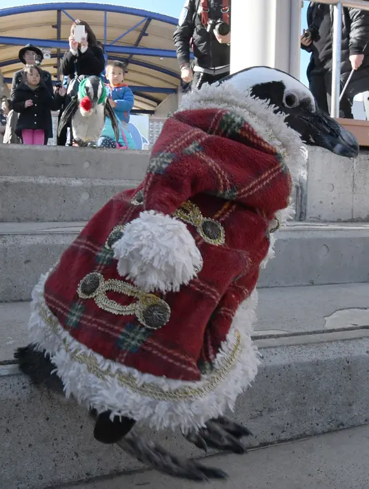 Seekor penguin Afrika melakukan parade untuk menyambut Natal di taman rekreasi Hakkeijima Sea Paradise, Tokyo, 5 Desember 2017. Penguin Santa tersebut berjalan di sekitar taman dengan mengenakan jubah layaknya Santa Claus. (Toru YAMANAKA/AFP)