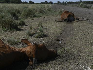 Sapi mati tergeletak di ladang petani Pablo Giailevra, di mana lebih dari 300 ekor sapi mati akibat kekeringan yang sedang berlangsung, di Tostado, provinsi Santa Fe, Argentina, Rabu (18/1/2023). Ribuan ekor sapi mati di Santa Fe dalam beberapa pekan terakhir karena kekeringan berkepanjangan yang juga memengaruhi tanaman kedelai, jagung, dan gandum utama negara itu. (AP Photo/Gustavo Garello)
