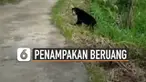 Baru-baru ini beredar video munculnya beruang madu di dekat sawah. Kejadian ini terjadi di daerah Sumatera Barat.