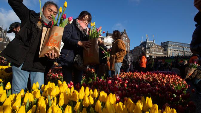 Orang-orang memetik tulip gratis pada Hari Bunga Tulip Nasional di Dam Square yang berada di seberang Royal Palace, Amsterdam, 18 Januari 2020. Hari Bunga Tulip Nasional ini menandai pembukaan musim bunga tulip untuk industri bunga Belanda.  (AP Photo/Peter Dejong)