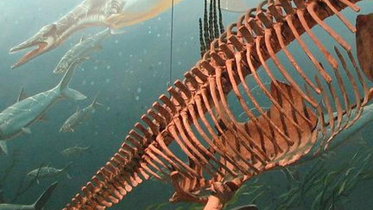 2. Kelompok Polikotilidae Sukses Menyeberangi Samudra hingga ke Amerika Utara<br>