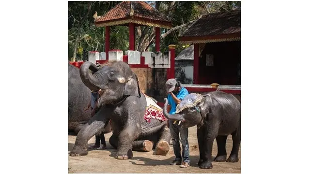 gajah disiksa