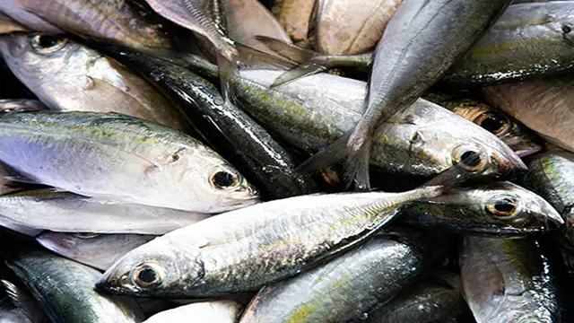 Ilustrasi ikan tuna