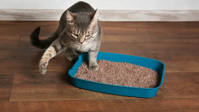 Litterbox kucing