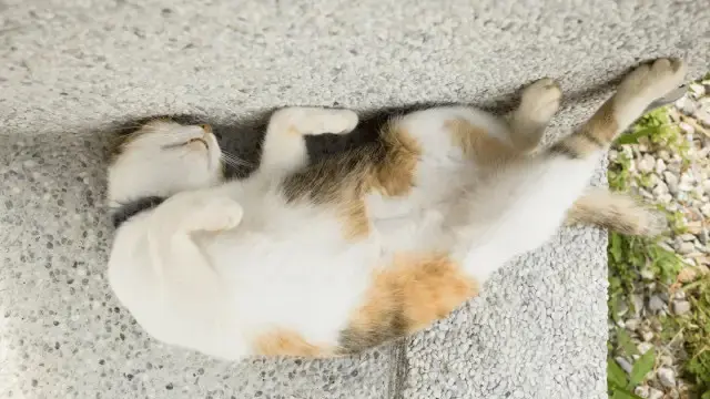 Ilustrasi kucing tidur.