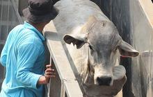 Lawan mafia, Mendag Thomas Lembong siap impor 300.000 ekor sapi