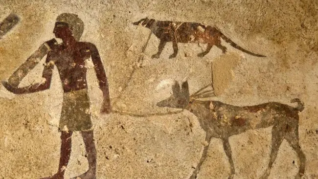 Lukisan seorang pemburu menuntun anjing dan hewan lain yang diduga sebagai luwak Mesir. (Sumber Australian Center for Egyptology, Macquarie University/Linda Evans)