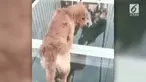 Seekor anjing ketakutan sampai kakinya gemetar saat lewati jembatan kaca di China.
