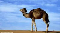 Unta Bisa Tularkan Virus MERS