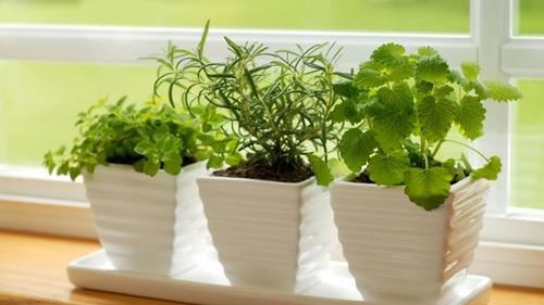 [Bintang] 8 Sayuran yang Sempurna untuk Ditanam di Taman 'Indoor'