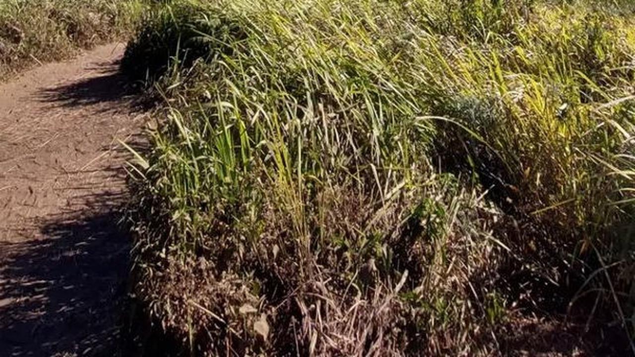 Lebih dari 20 hektare lahan hutan di lereng Gunung Lawu sisi Ngawi ludes terbakar
