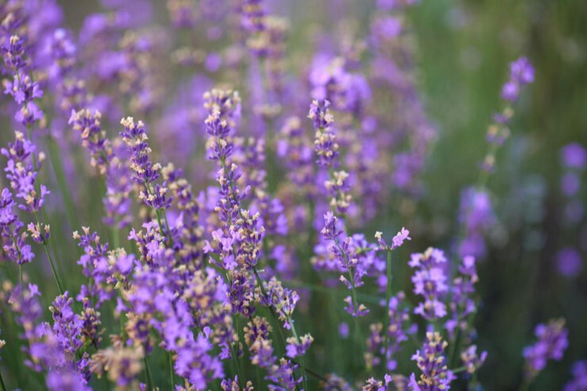 lavender