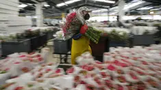 Pekerja membawa paket anyelir untuk dikirim ke AS jelang Hari Valentine, hari libur terbesar tahun ini untuk penjualan bunga segar di perusahaan bunga Colibri di El Rosal, Kolombia, 25 Januari 2022. Kolombia menjadi salah satu negara terbesar penyuplai bunga di Hari Valentine. (AP/Fernando Vergara)
