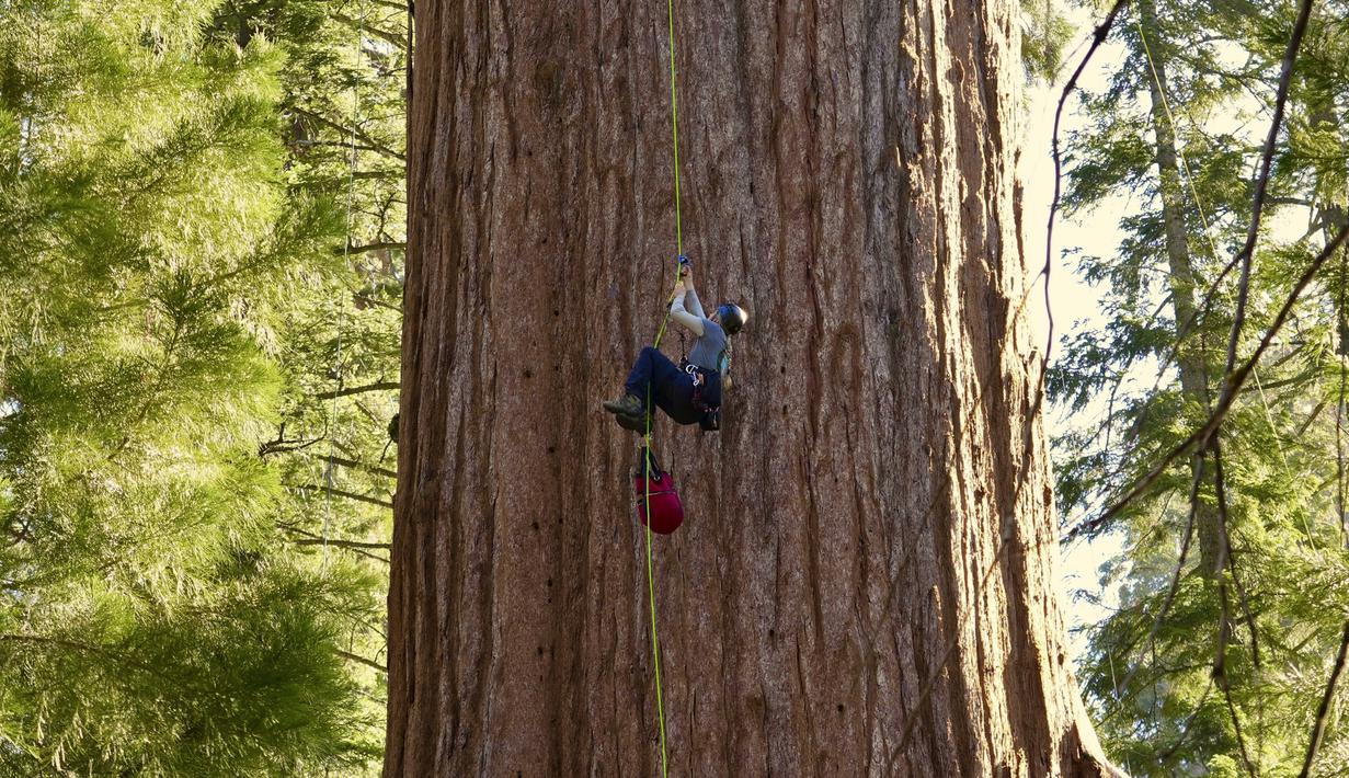 Mereka memeriksa pohon setinggi 275 kaki tersebut untuk mencari bukti adanya kumbang kulit kayu, sebuah ancaman baru bagi pohon terbesar di dunia itu. (AP Photo/Terry Chea)