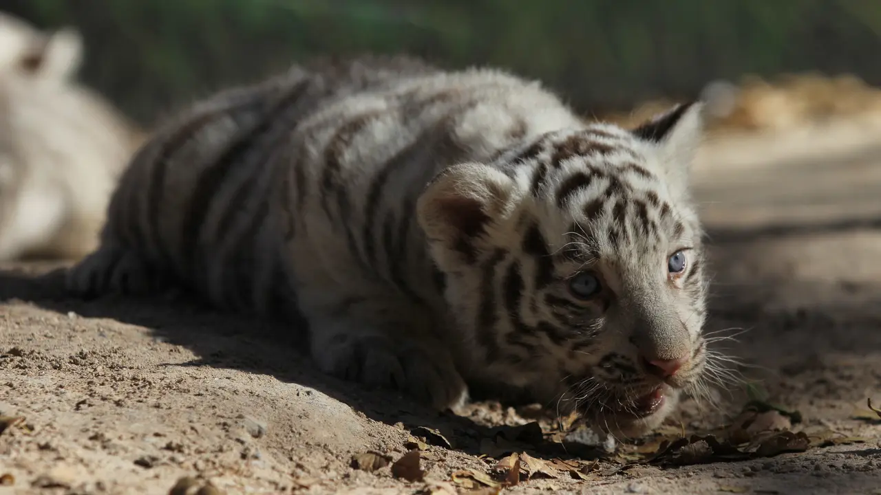 Bayi Harimau Benggala