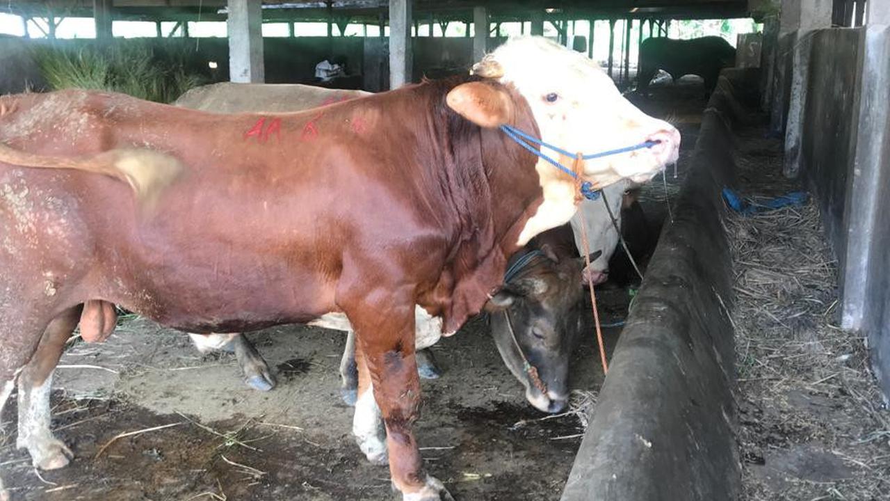 Demi Kesejahteraan Peternak, Mentan Amran Upayakan Harga Daging Sapi Minimal Rp 50.000 per Kilogram