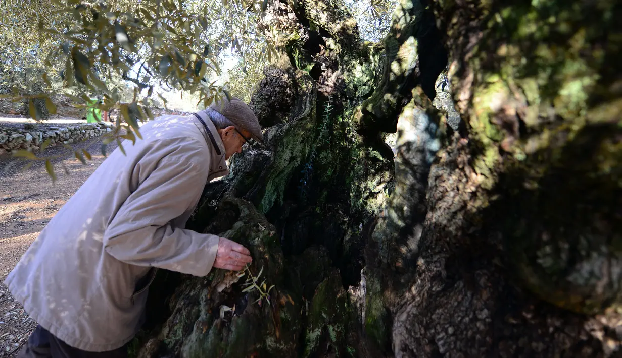 Pemilik kebun Joan Prota saat melihat pohon zaitun tertuanya di Uldecona, Spanyol (6/12). Di perkebunan ini terdapat ribuan pohon zaitun yang berusia 1.000-2.000 tahun. (AFP Photo/Jose Jordan)