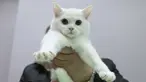 Seekor kucing British shorthair dipegang oleh pemiliknya, selama International Cat Show di Sochi, Rusia, Sabtu (29/1/2022). Sekitar seratus kucing berkompetisi dalam kompetisi internasional yang diadakan di resor Laut Hitam Sochi. (AP Photo/Ekaterina Lyzlova)