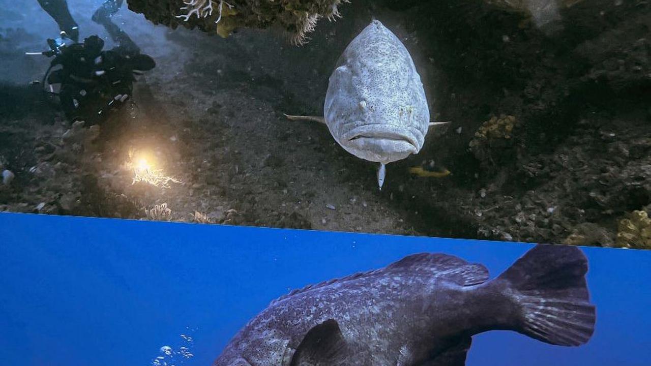 FOTO: Rentan Punah, Ini Penampakan Ikan Kerapu Raksasa Seukuran Manusia yang Huni Samudera Atlantik
