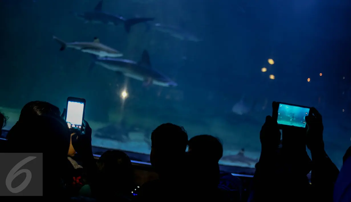 Pengunjung mengabadikan ikan di SeaWorld Ancol, Jakarta, Minggu (25/12). Seaworld menjadi tempat favorit pengunjung dalam liburan dikarenakan mereka bisa sambil belajar untuk putra-putrinya mengenal biota laut. (Liputan6.com/Faizal Fanani)