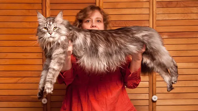 Lima Kucing Pencatat Rekor Dunia (stok)