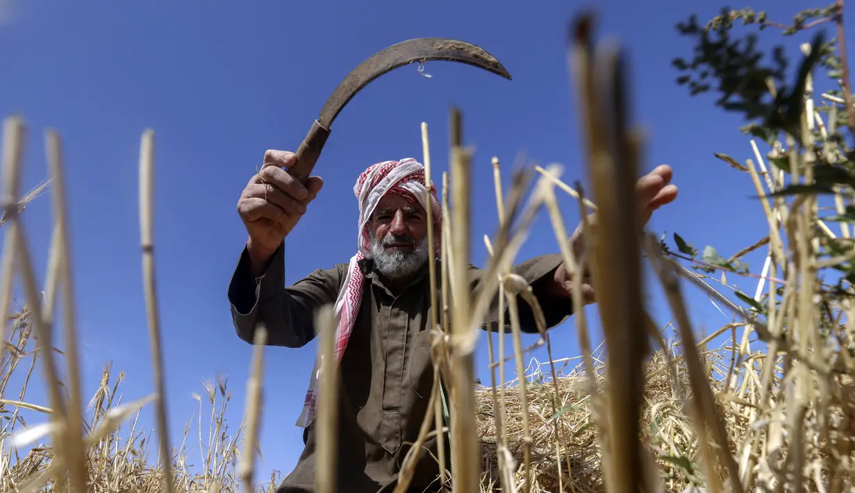 <p>Seorang petani mengambil bagian dalam panen gandum tahunan di sebuah ladang di Rafah, Jalur Gaza, Palestina, Minggu (8/5/2022). (SAID KHATIB/AFP)</p>