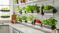 7 Trik Menanam Sayur di Botol Bekas untuk Balkon Mini, Hemat Tempat dan Murah