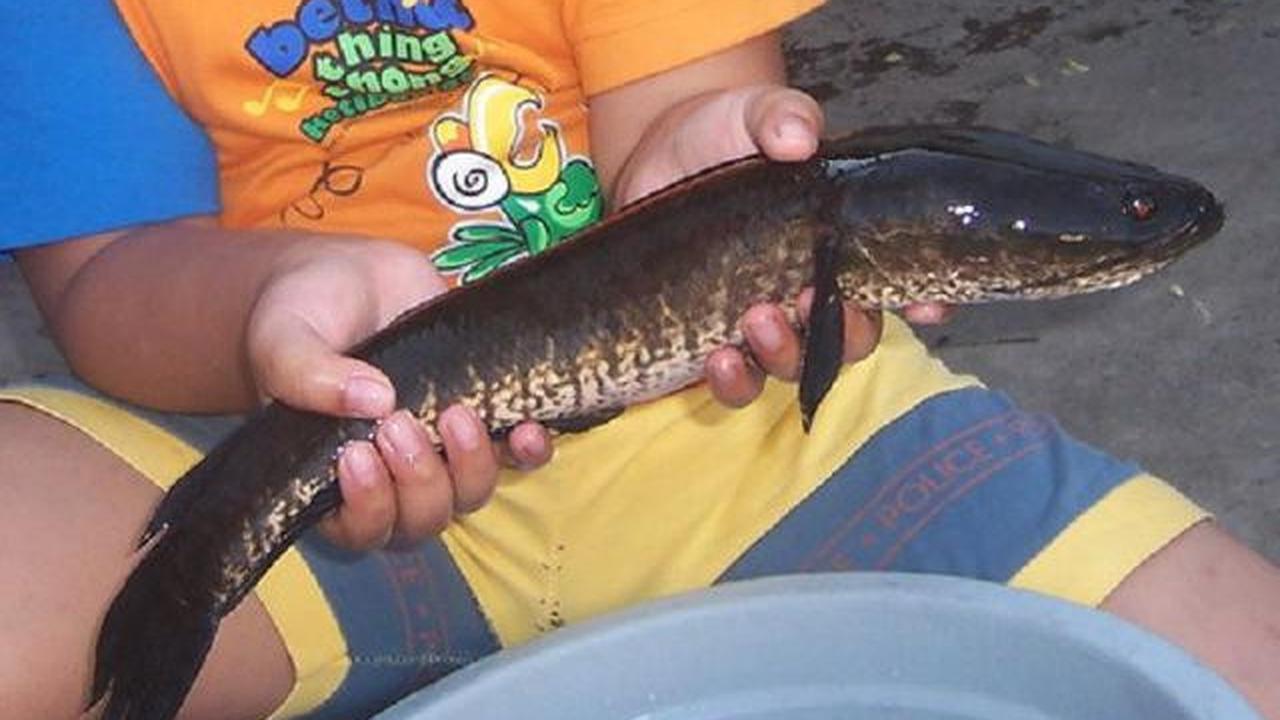 Ternak Ikan Lele vs Ikan Gabus, Mana yang Lebih Menguntungkan di Tahun 2026?
