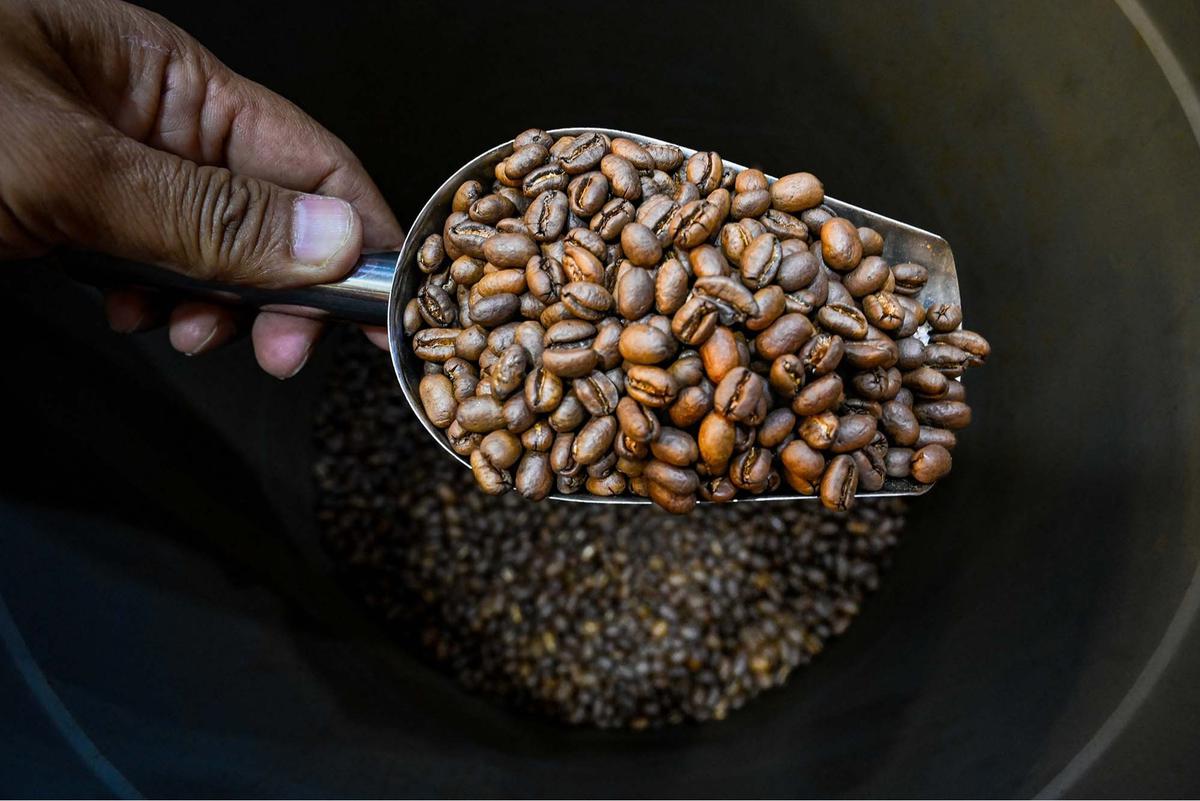 FOTO: Tarif Impor AS Ancam Industri Kopi Nusantara, Ekspor ke Negeri Paman Sam Bisa Terpukul