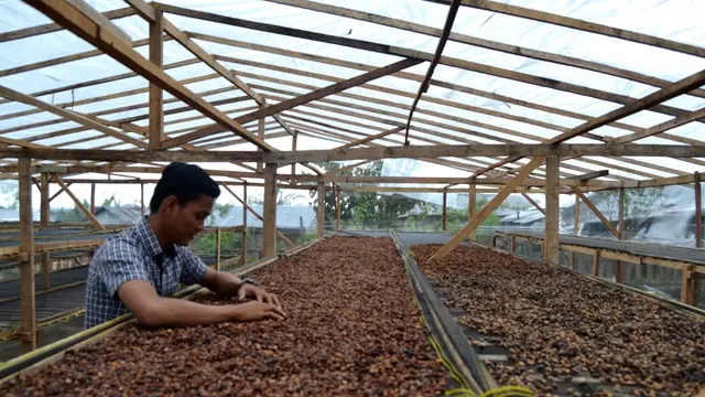 Kepahiang Kembangkan Kopi Premium Fine Robusta