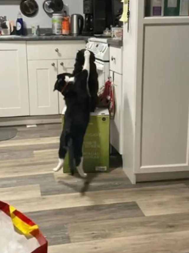 Viral, Aksi Kocak 3 Ekor Kucing Rebutan Kardus Blender Pemiliknya