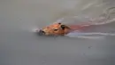 Seekor kapibara berenang di Sungai Pinheiros di Sao Paulo, 22 Oktober 2020. Akibat pembuangan limbah domestik dan limbah padat selama bertahun-tahun, pemerintah Sao Paulo kembali mencoba membersihkan Sungai Pinheiros yang dianggap sebagai salah satu paling tercemar di Brasil. (AP/Andre Penner)
