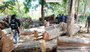 Kayu jati gelondongan barang bukti kasus pembalakan liar di TN Baluran. (dok. Balai Gakkum Kehutanan Wilayah Jawa, Bali, dan Nusa Tenggara)