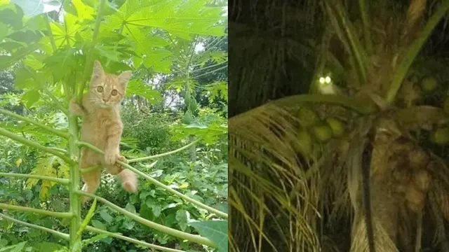 6 Potret Kucing Panjat Pohon Ini Ekspresi Lucu Banget