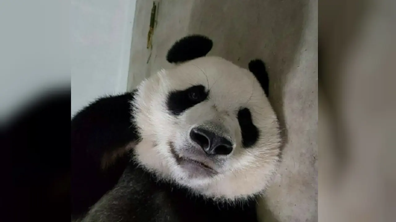 Dua panda asal China, Cai Tao dan Hu Chun tengah berada di Taman Safari Indonesia (Instagram/@duapanda.tamansafari)