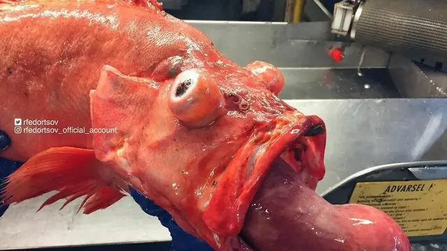 Ikan Aneh