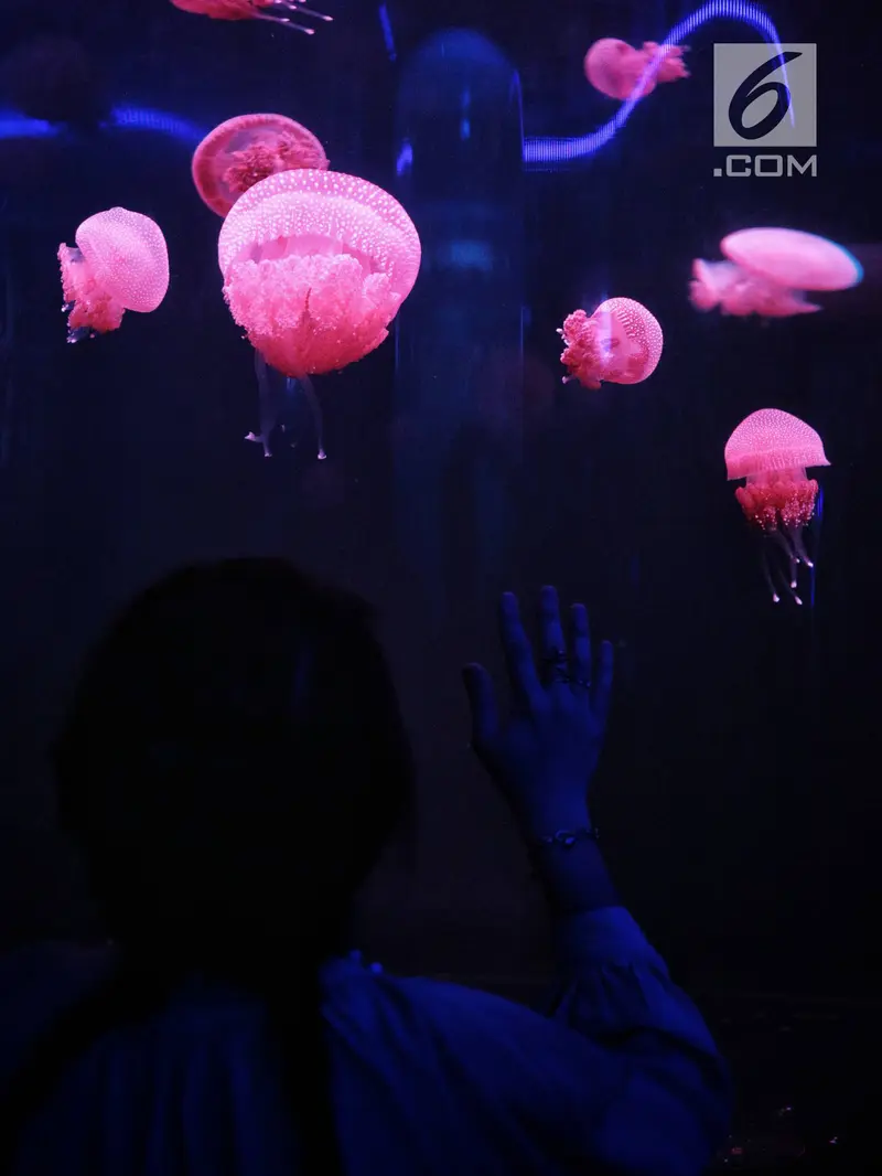 Menjelajahi Wahana Jellyfish Sphere di Seaworld Ancol Saat Libur Natal