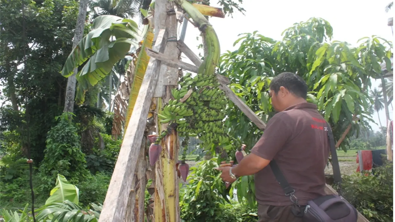 Pohon pisang unik memiliki 4 jantung pisang. 