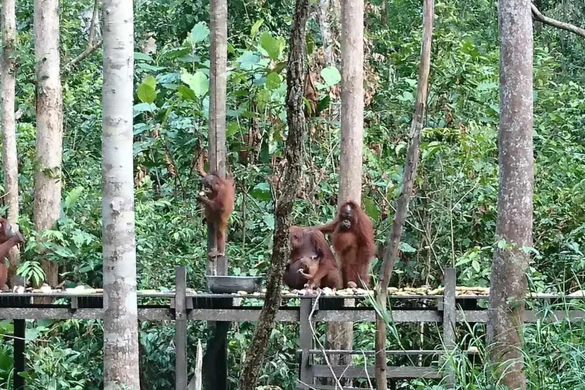 Terpukau Orangutan di Tanjung Harapan Kalimantan
