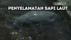 Manatee ini diketahui keluar dari jangkauan. Namun, berhasil diselamatkan sebelum suhu udara terlalu dingin.