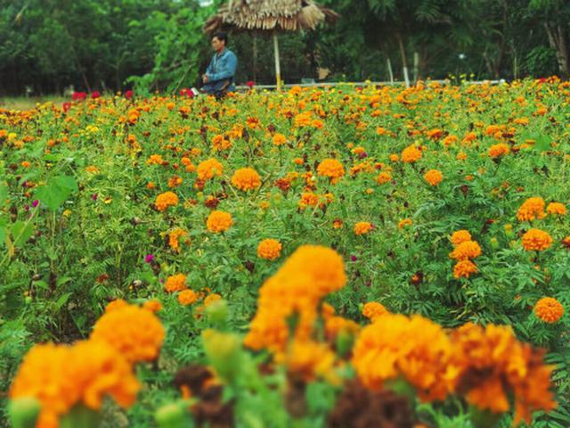 Pagi Warna Warni Bak Negeri Impian Di Taman Bunga Okura Pekanbaru Regional Liputan6 Com