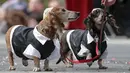 Dua ekor anjing jenis dachshund memakai kostum berwarna senada saat mengikuti Parade Dachshund di St.Petersburg, Rusia, Sabtu (27/5). (AP Photo / Dmitri Lovetsky)