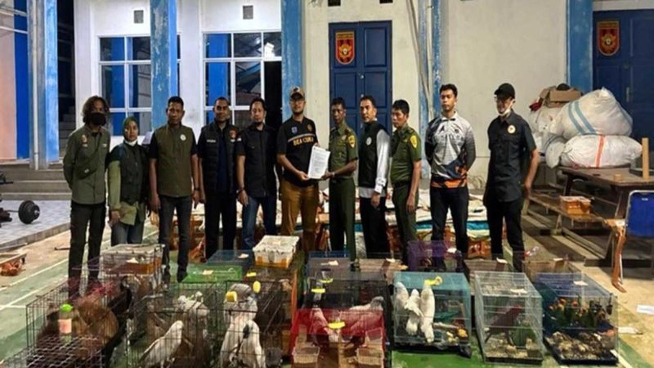 Bea Cukai Langsa Gagalkan Ekspor Ilegal Satwa Dilindungi, Ratusan Hewan Langka Terselamatkan
