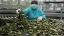 Pegawai Balai Besar Penelitian dan Pengembangan Tanaman Obat dan Obat Tradisional (B2P2TOOT) Kementerian Kesehatan memilah-milah hasil tanaman obat di Laboraturium B2P2TOOT, Tawangmangu, Jateng, Selasa (31/3/2015). (Liputan6.com/Johan Tallo)