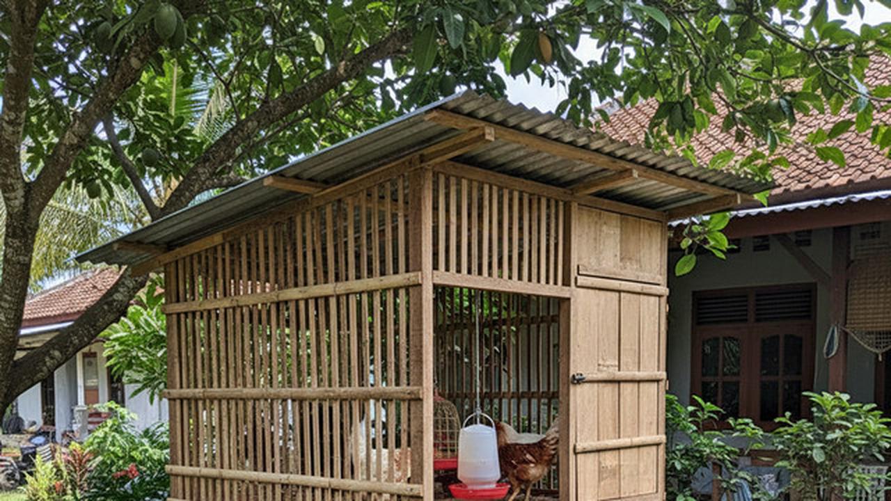 7 Ide Kandang Ternak Ayam 2x2 di Halaman Belakang untuk Ketahanan Pangan Keluarga