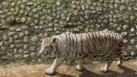 Awal Mula Keberadaan Harimau Milik Pramono di Ragunan