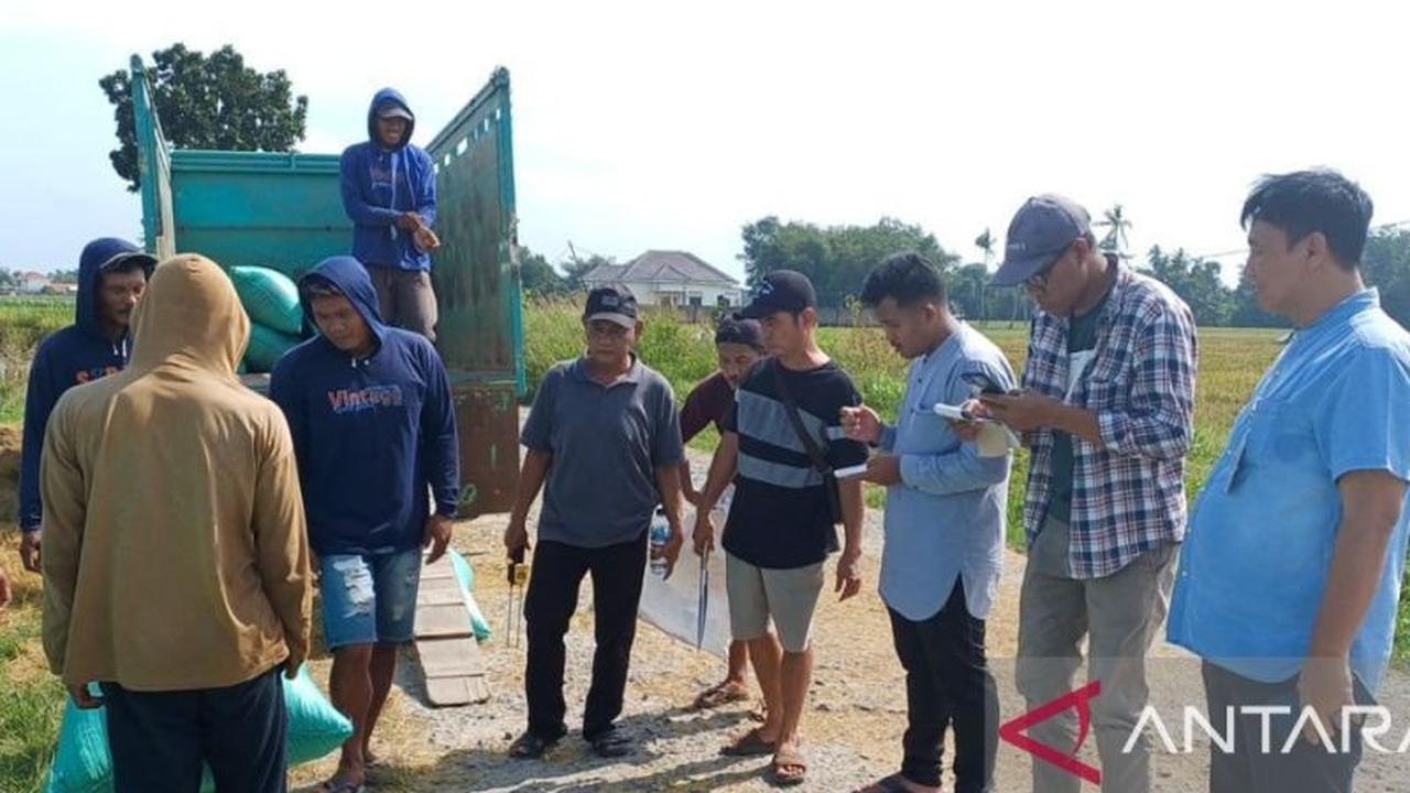 Bulog OKU Mulai Serap Gabah Petani di OKU Timur, Jaga Stabilitas Harga Pangan