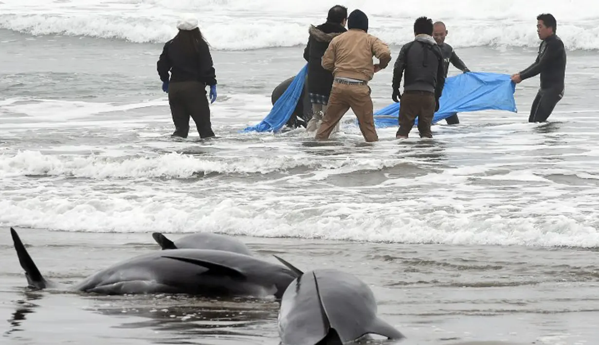 Lebih dari 130 lumba-lumba berkepala ikan paus (Pephonocephala Electra) terdampar di pantai Hokota, Jepang, Jumat (10/4/2015). Sejumlah warga berusaha menyelamatkan ikan paus yang terdampar dipinggir pantai Hokota. (AFP PHOTO/Toshifumi Kitamura)