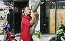 Tangan Panji Petualangan Nyaris Diamputasi Gara-gara Digigit King Kobra, Mendadak Sembuh usai Lakukan Ini