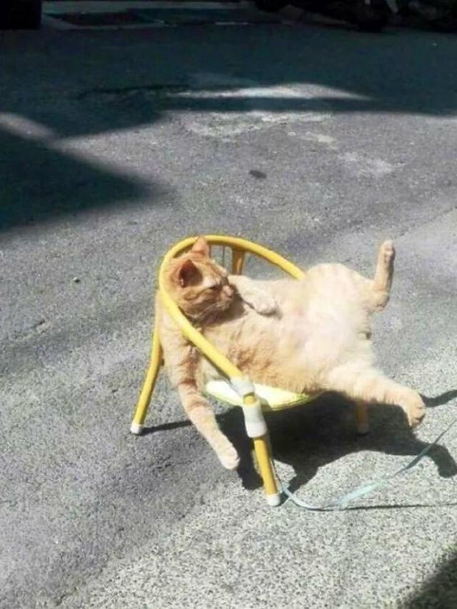 7 Potret Menggemaskan Kucing Toko Kelontong Ini Bakal Cerahkan Harimu